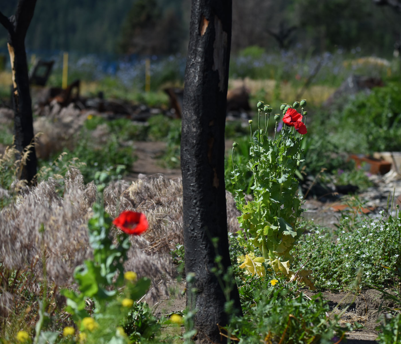 A close-up of a burnt, blackened tree trunk amidst poppies and other flora sprouting up from the ground.