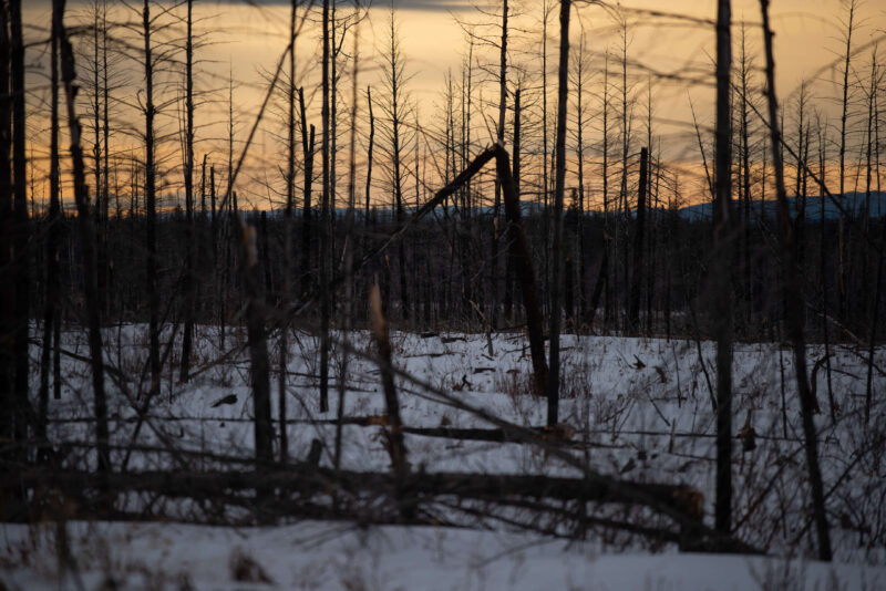Sunset behind a burned forest